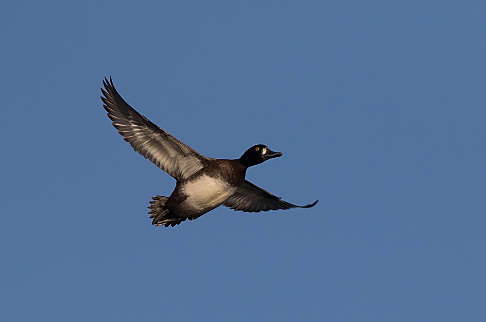 コスズガモ - ML126573001