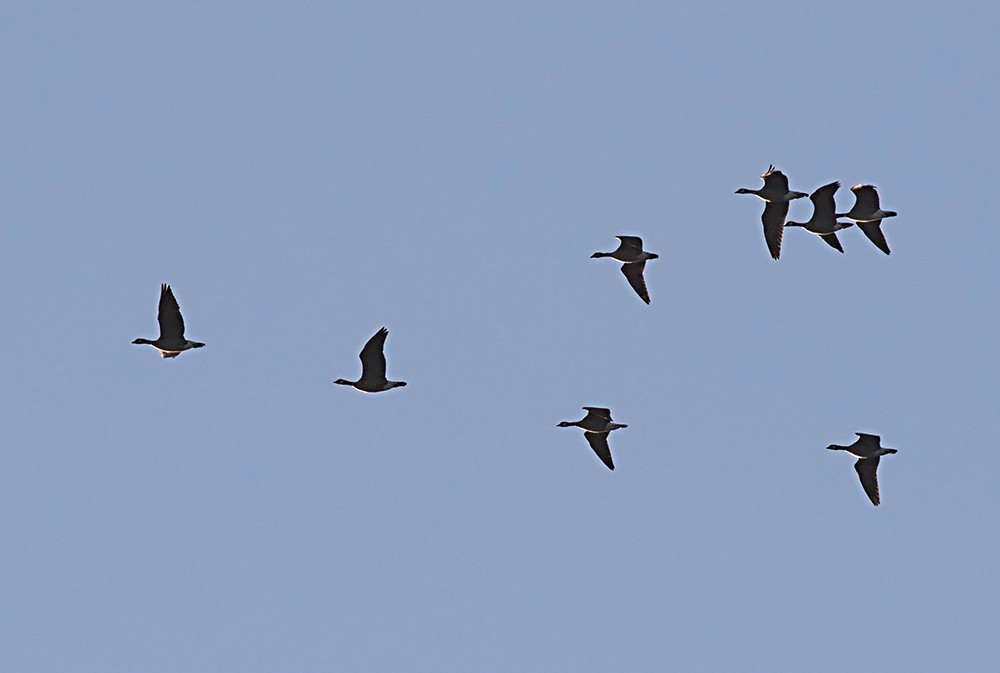 berneška malá (ssp. leucopareia) - ML126574021