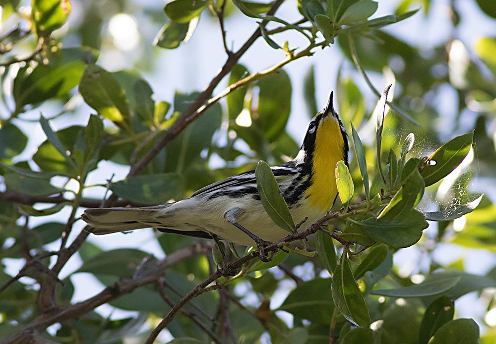 Yellow-throated Warbler (dominica/stoddardi) - Tony Leukering