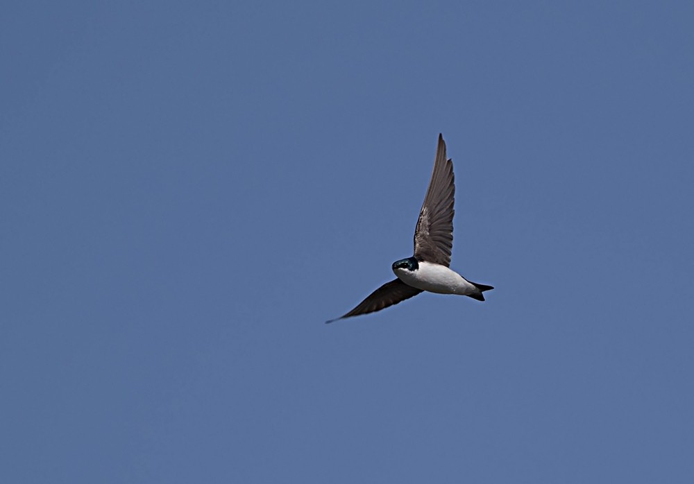 ミドリツバメ - ML126577241