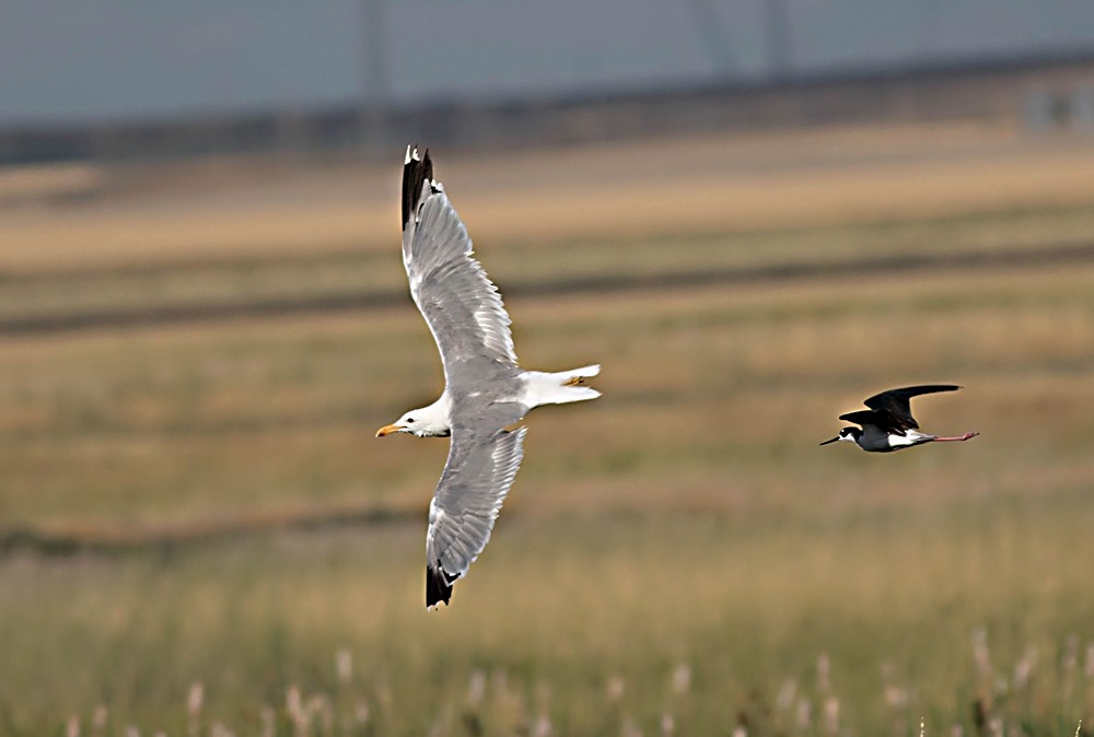 California Gull - ML126577721