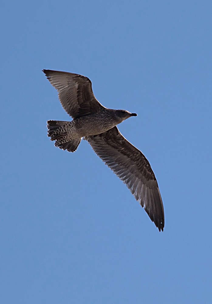 California Gull - ML126577731