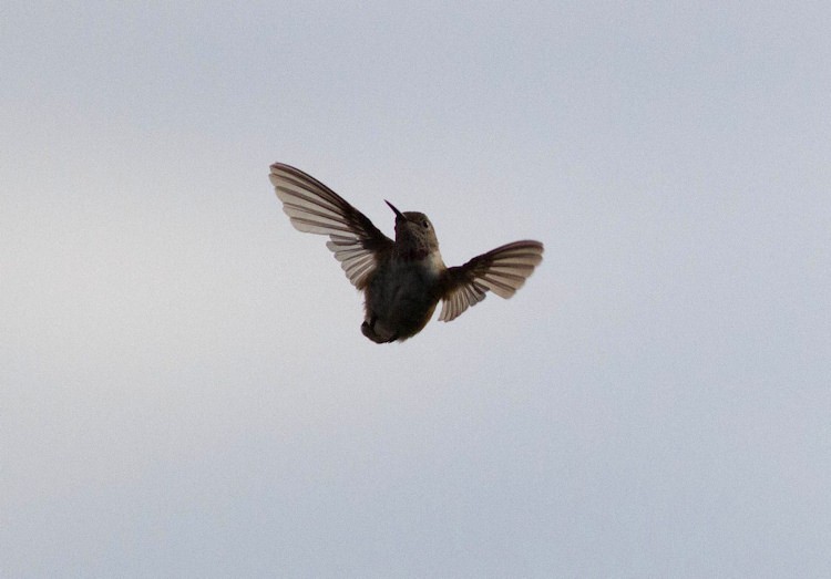 Broad-tailed Hummingbird - Tony Leukering