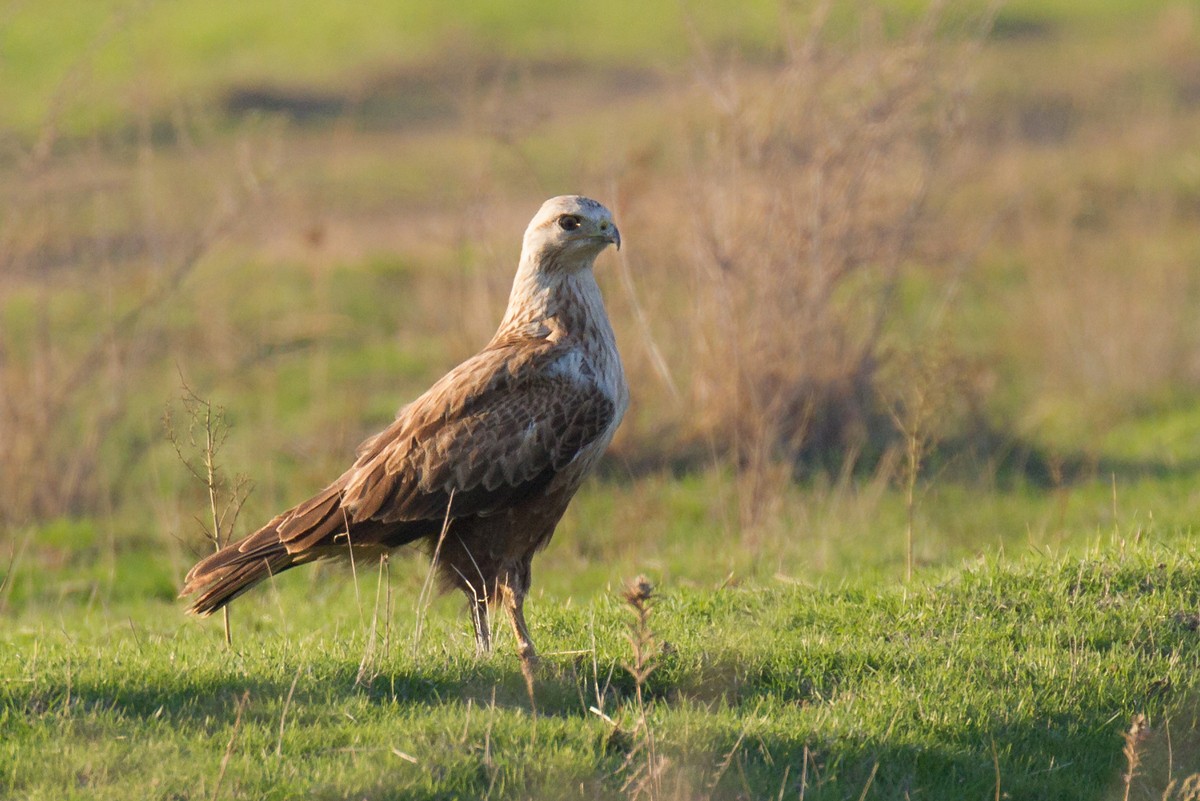 Long-legged Buzzard - ML126583901