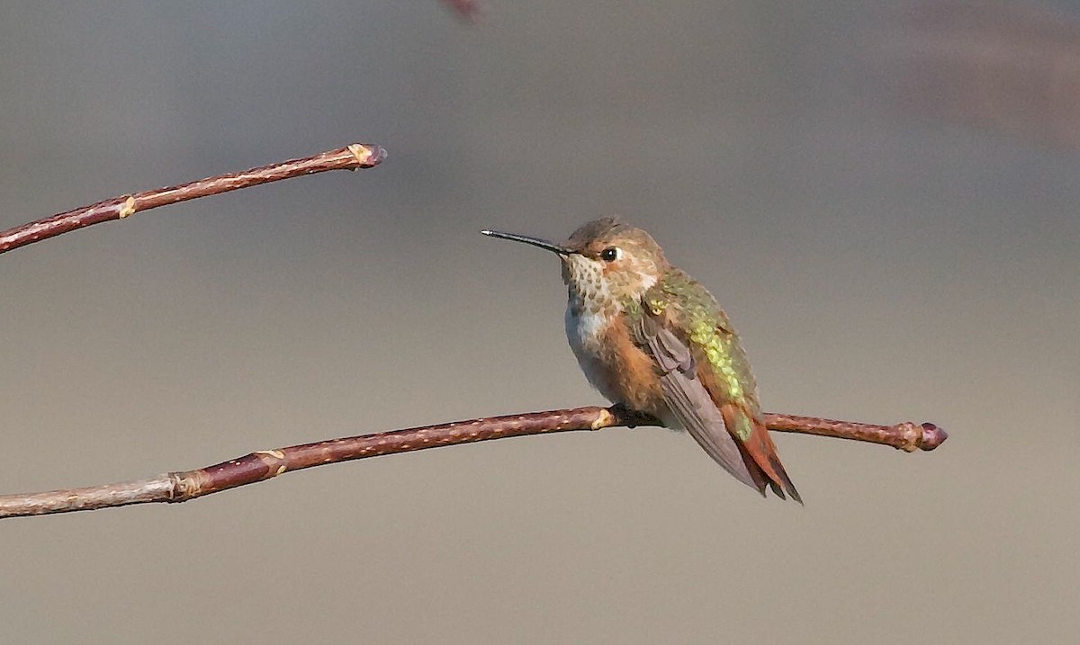 Kızıl Sırtlı Kolibri - ML126583951