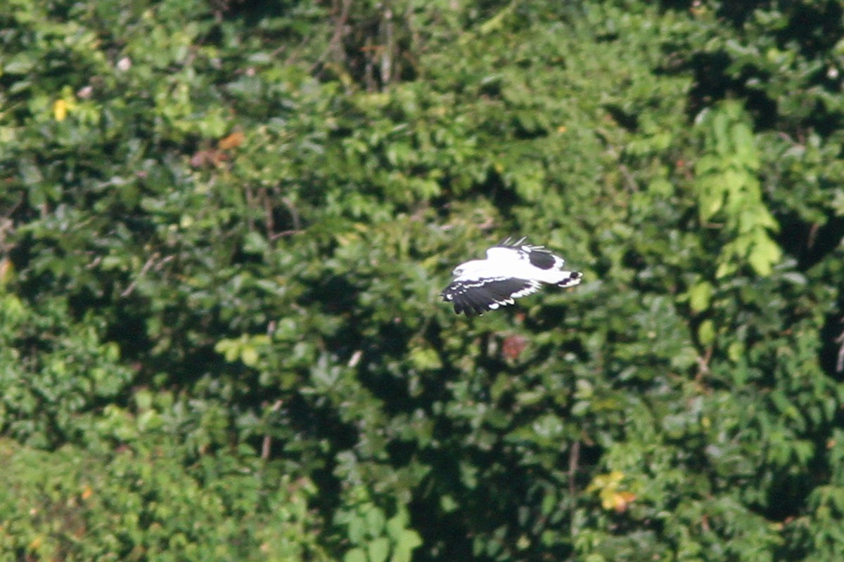 White Hawk - Larry Therrien