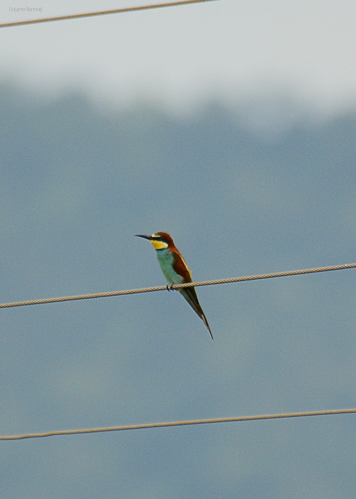 European Bee-eater - Gaja mohanraj