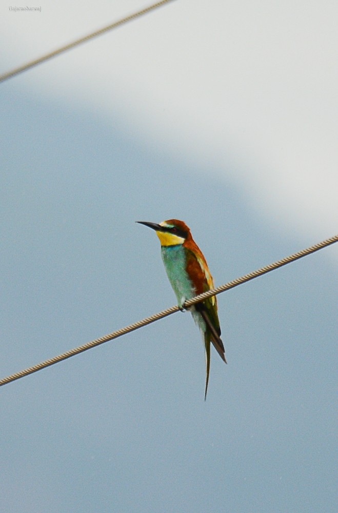 European Bee-eater - ML126588941