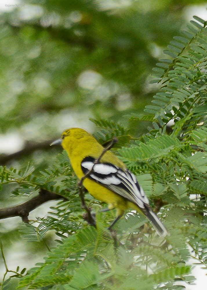 White-tailed Iora - Gaja mohanraj