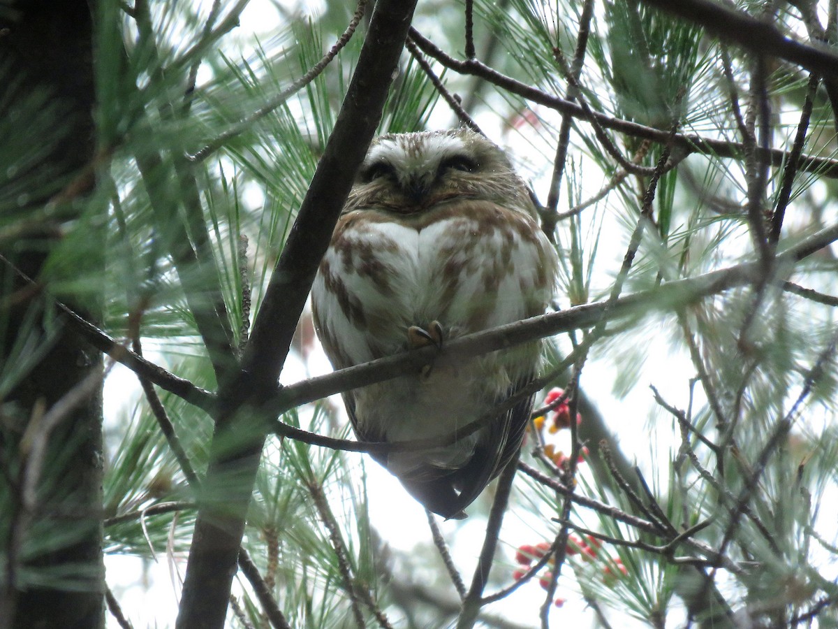 Northern Saw-whet Owl - ML126590041