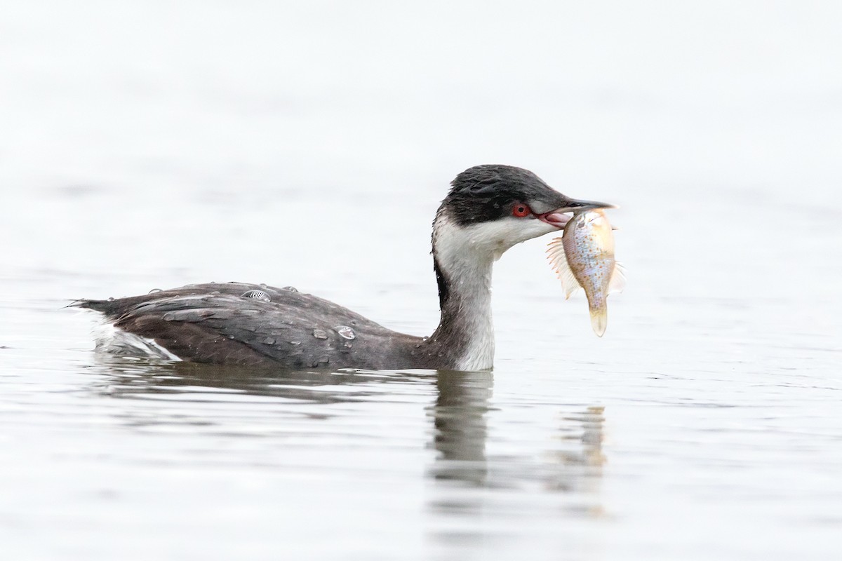 Horned Grebe - ML126592171