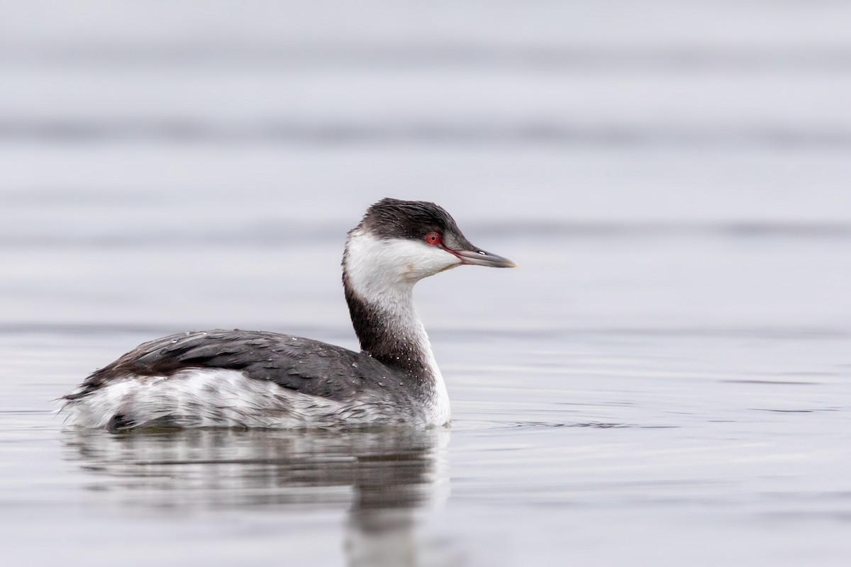 Horned Grebe - Brad Imhoff