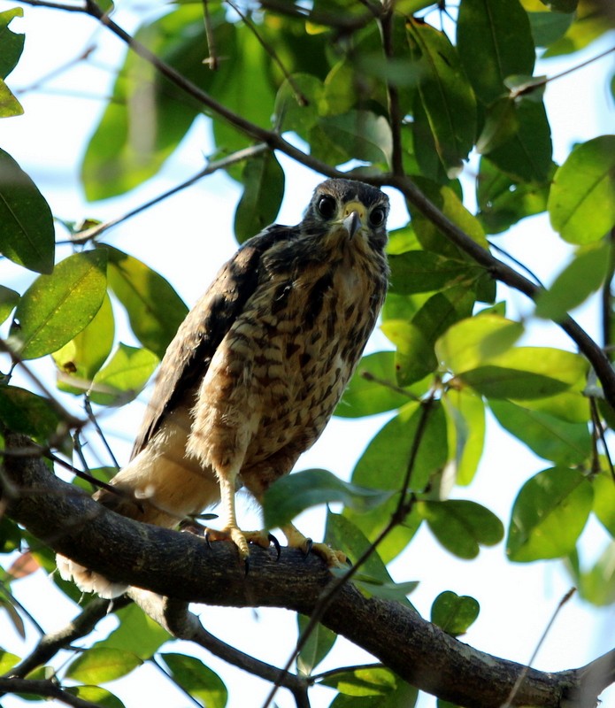 Roadside Hawk - ML126595071