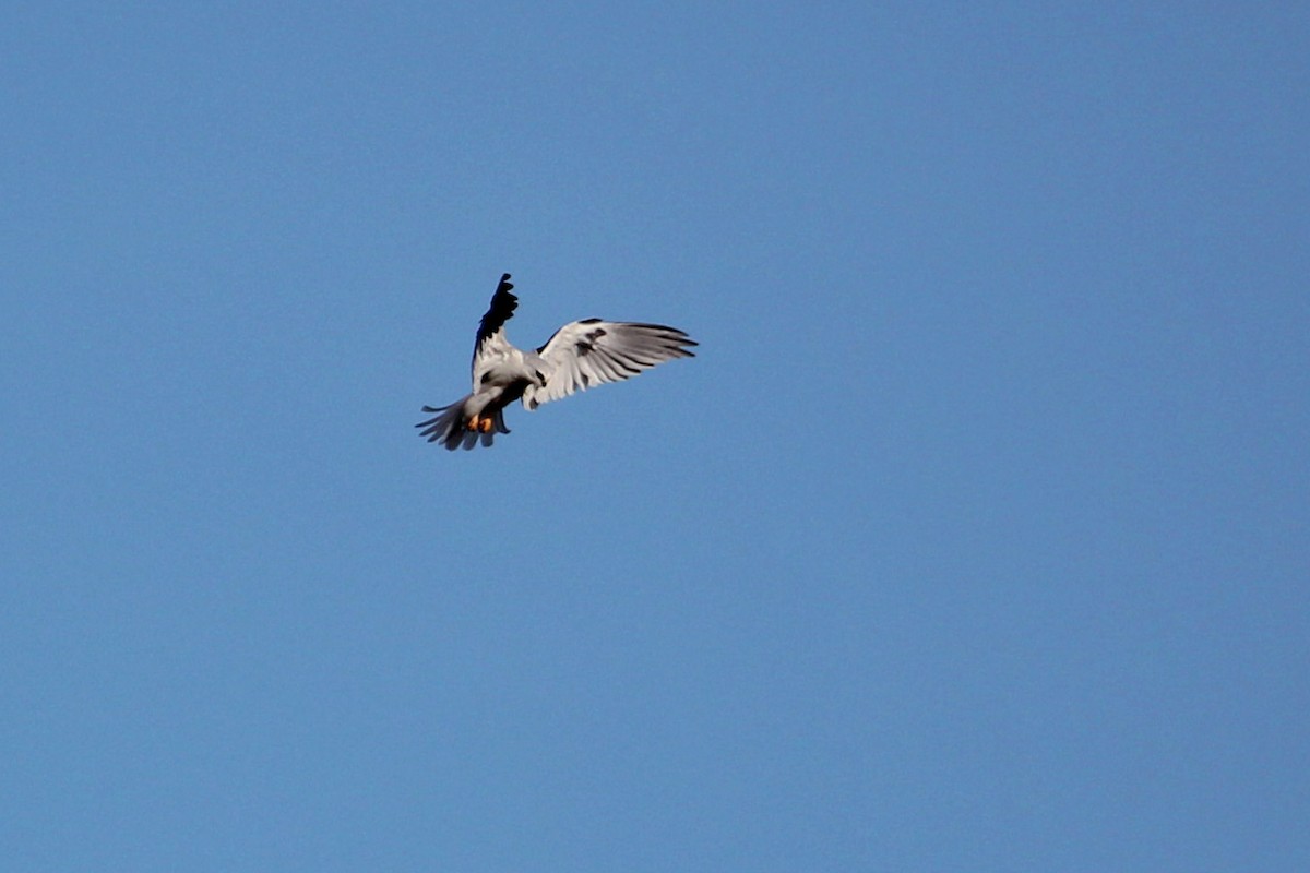 White-tailed Kite - ML126595541