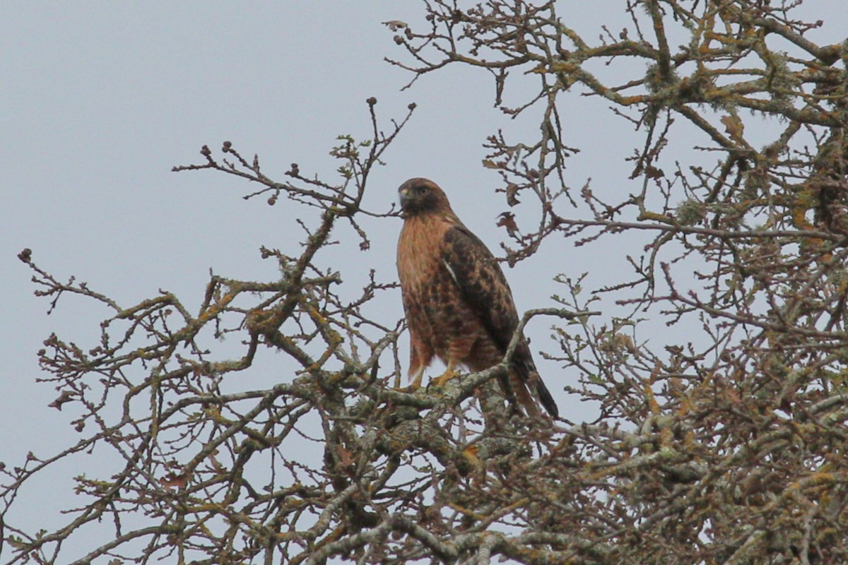 Red-tailed Hawk - ML126595631