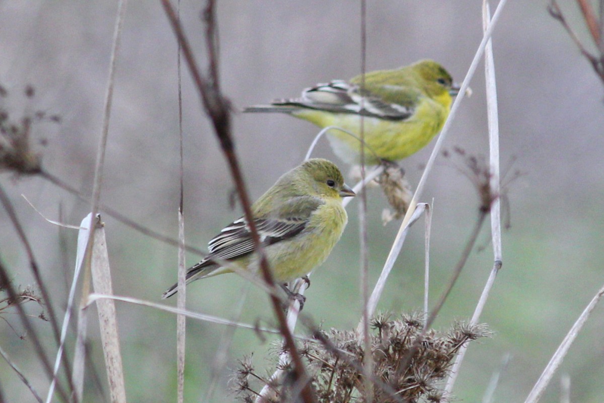 Lesser Goldfinch - ML126595841