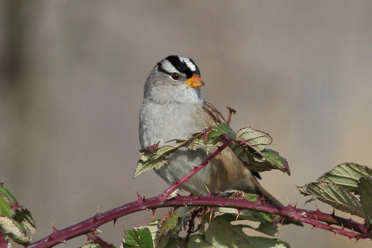 White-crowned Sparrow - ML126595891