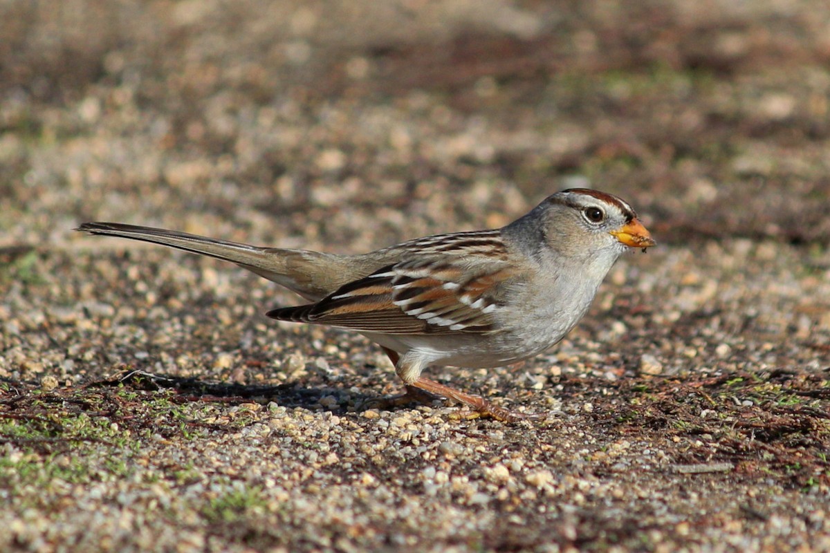 White-crowned Sparrow - ML126595931