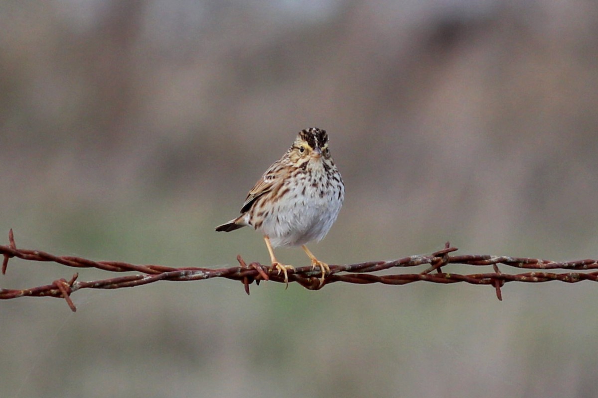 Savannah Sparrow - ML126596001