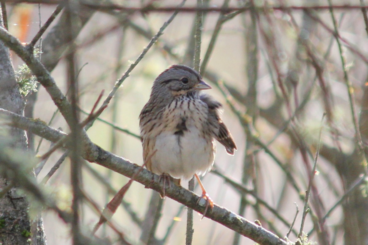 Lincoln's Sparrow - ML126596081