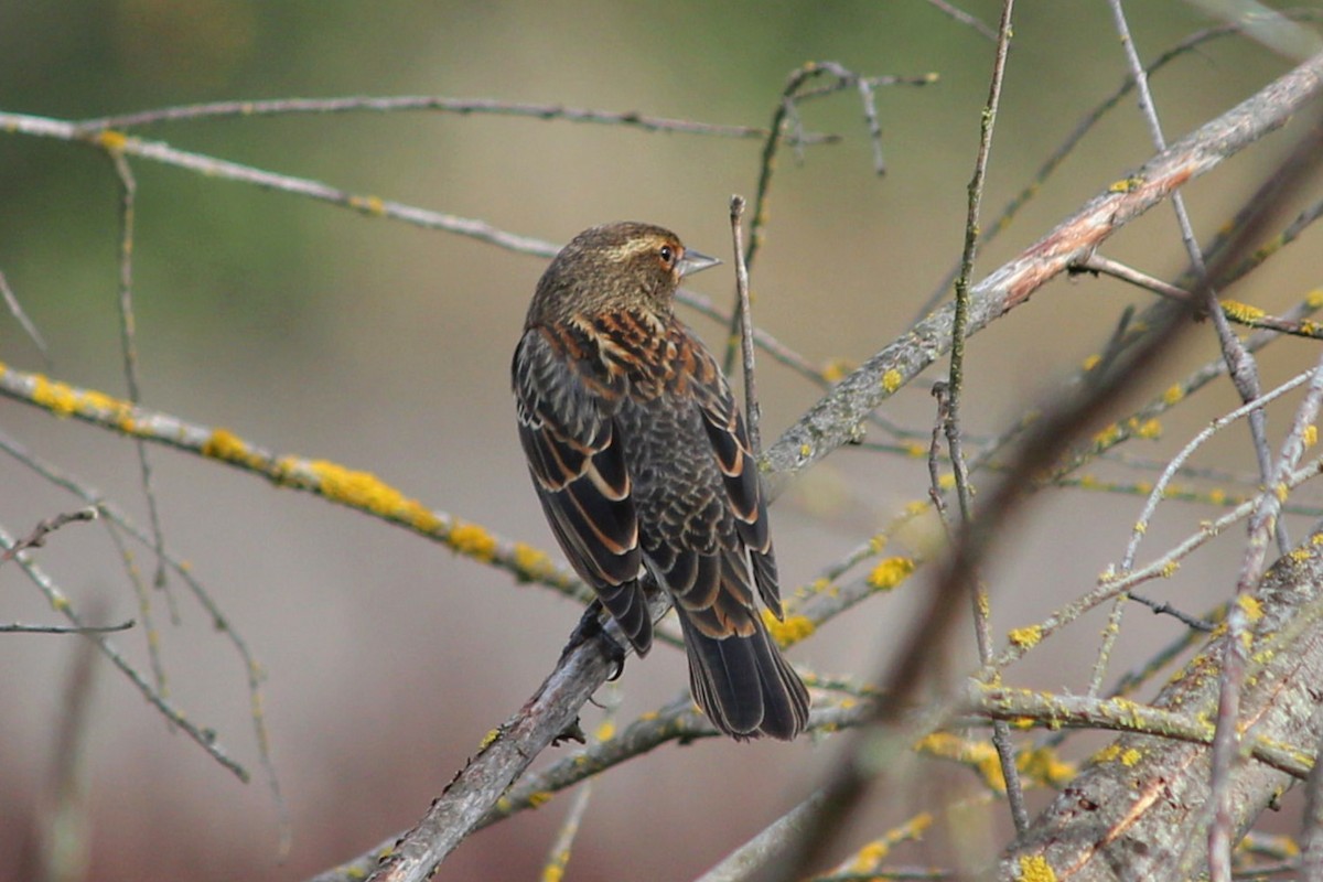 Red-winged Blackbird - I'm Birding Right Now (Teresa & Miles Tuffli)