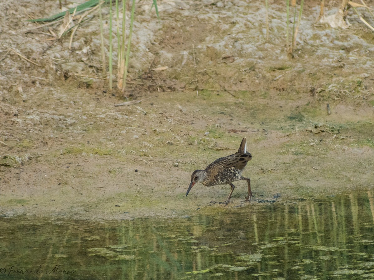 Water Rail - ML126597621