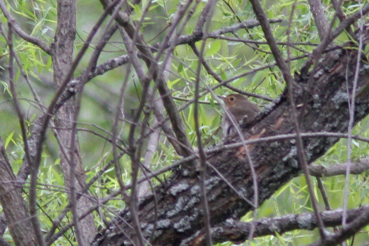 Swainson's Thrush - ML126597941