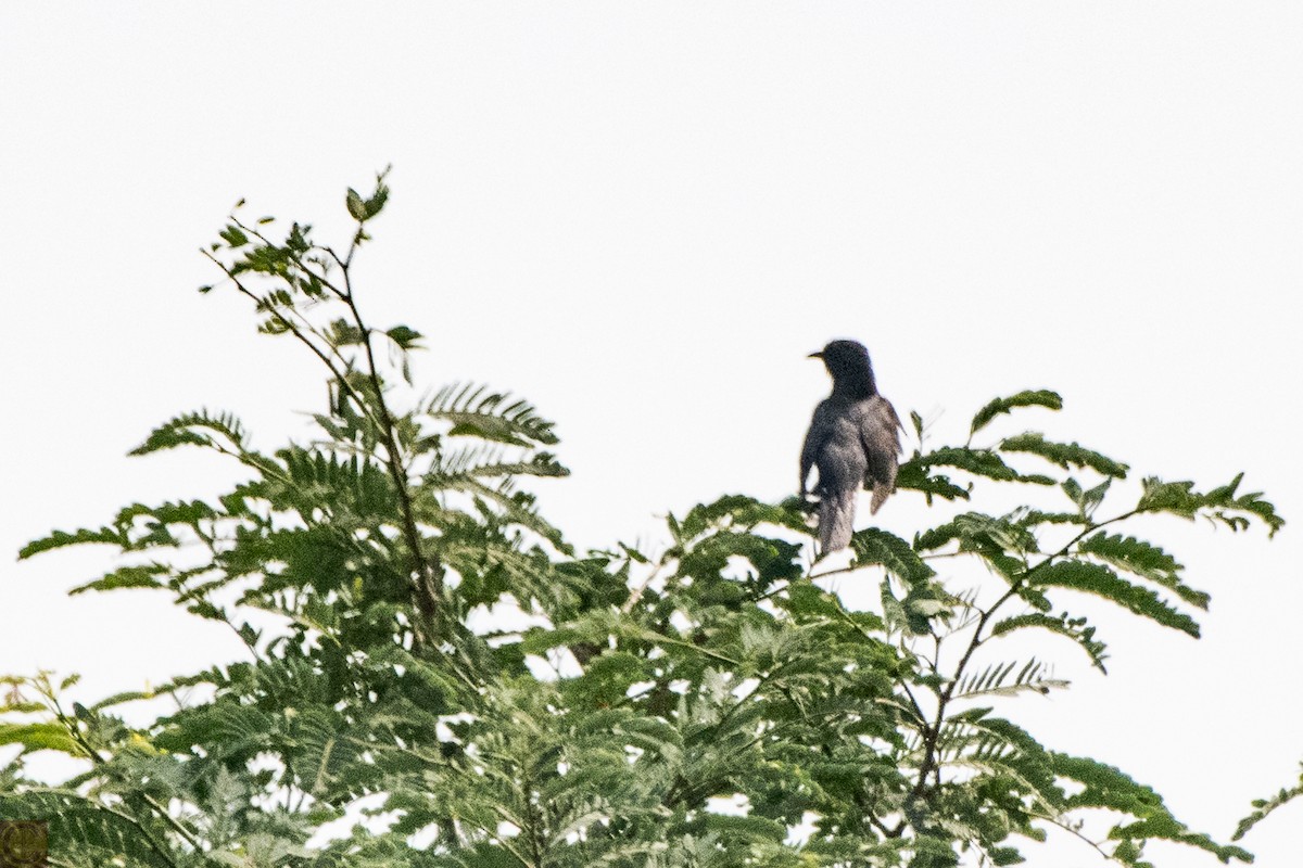 Pied Cuckoo - Manjula Desai