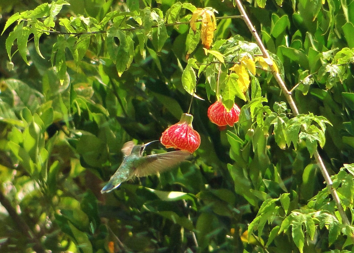 White-tailed Goldenthroat - ML126600041