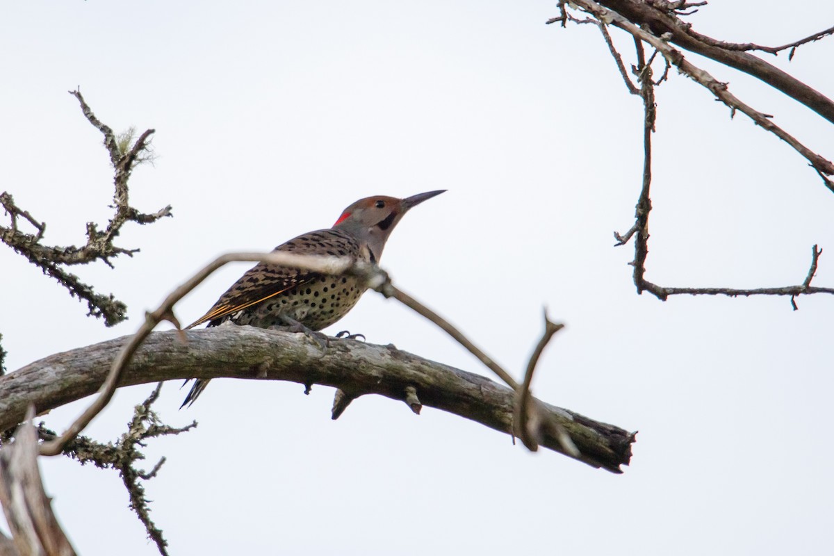 Northern Flicker (Yellow-shafted x Red-shafted) - ML126600891