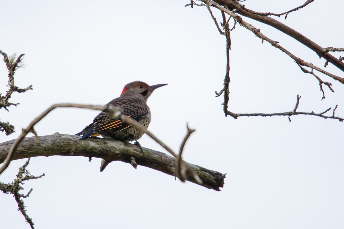 Northern Flicker (Yellow-shafted x Red-shafted) - ML126600911