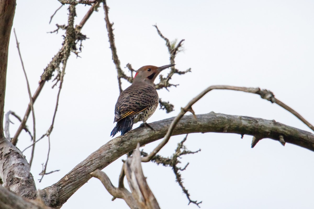 Northern Flicker (Yellow-shafted x Red-shafted) - ML126600931