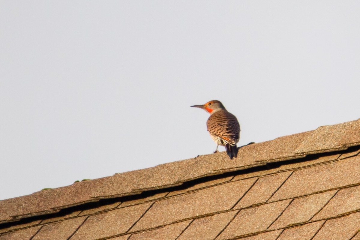 Northern Flicker (Red-shafted) - ML126601131