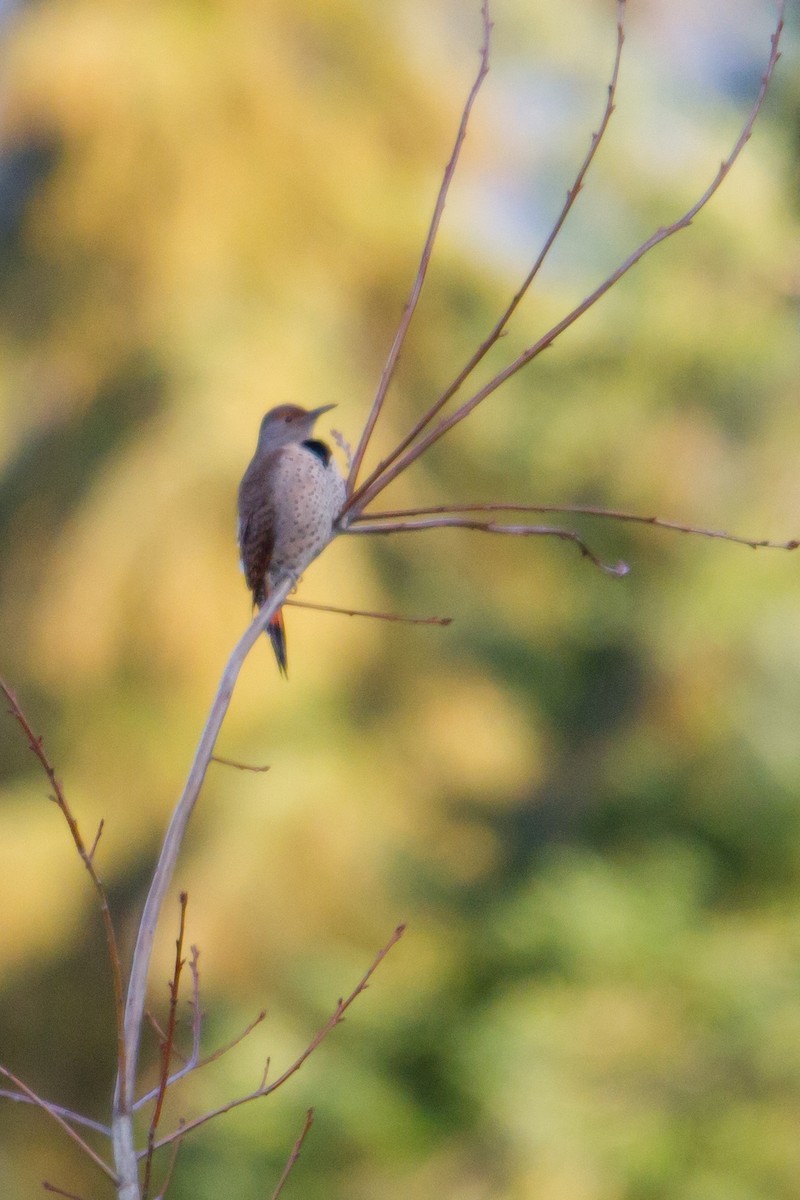 Northern Flicker (Red-shafted) - ML126601141