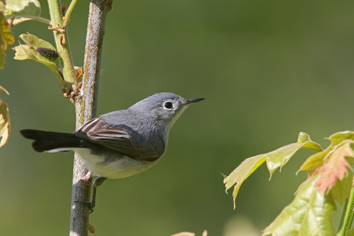 Blue-gray Gnatcatcher - ML126601501