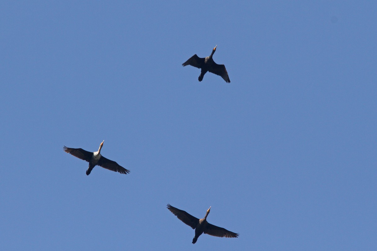 Double-crested Cormorant - ML126601811