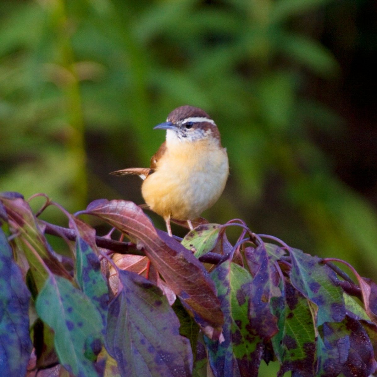 Carolina Wren - Dan Vickers