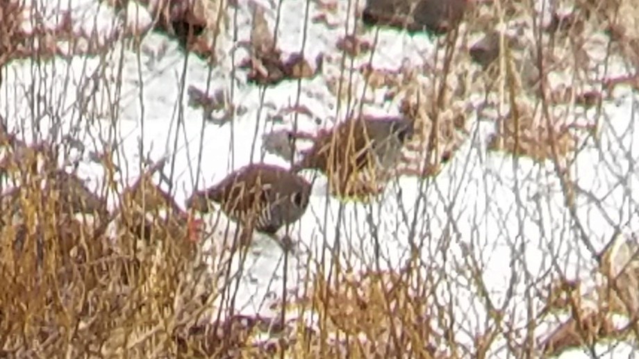 Mountain Quail - Paul Hurtado