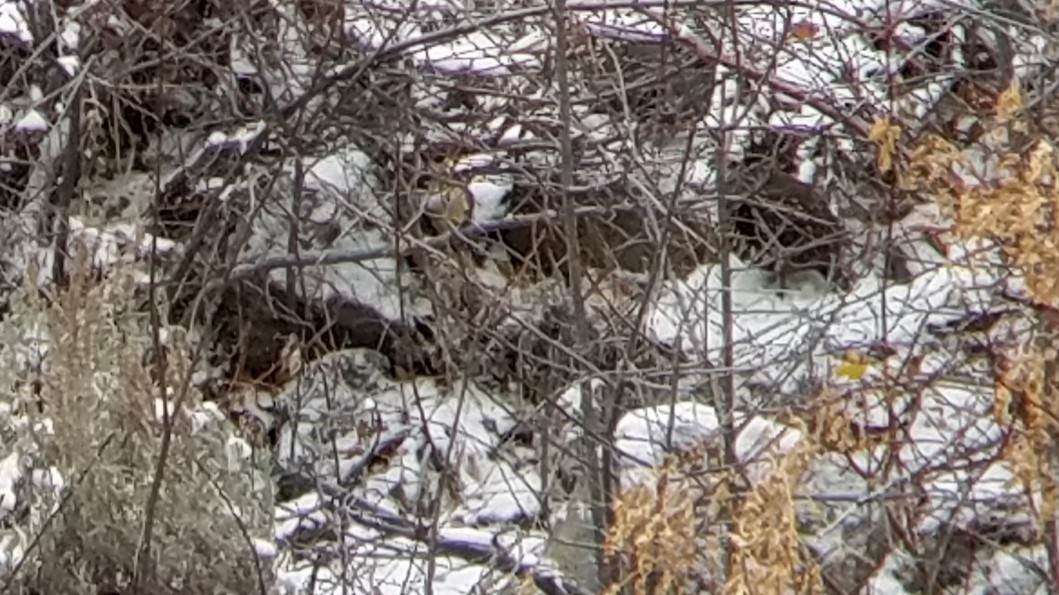 Mountain Quail - Paul Hurtado