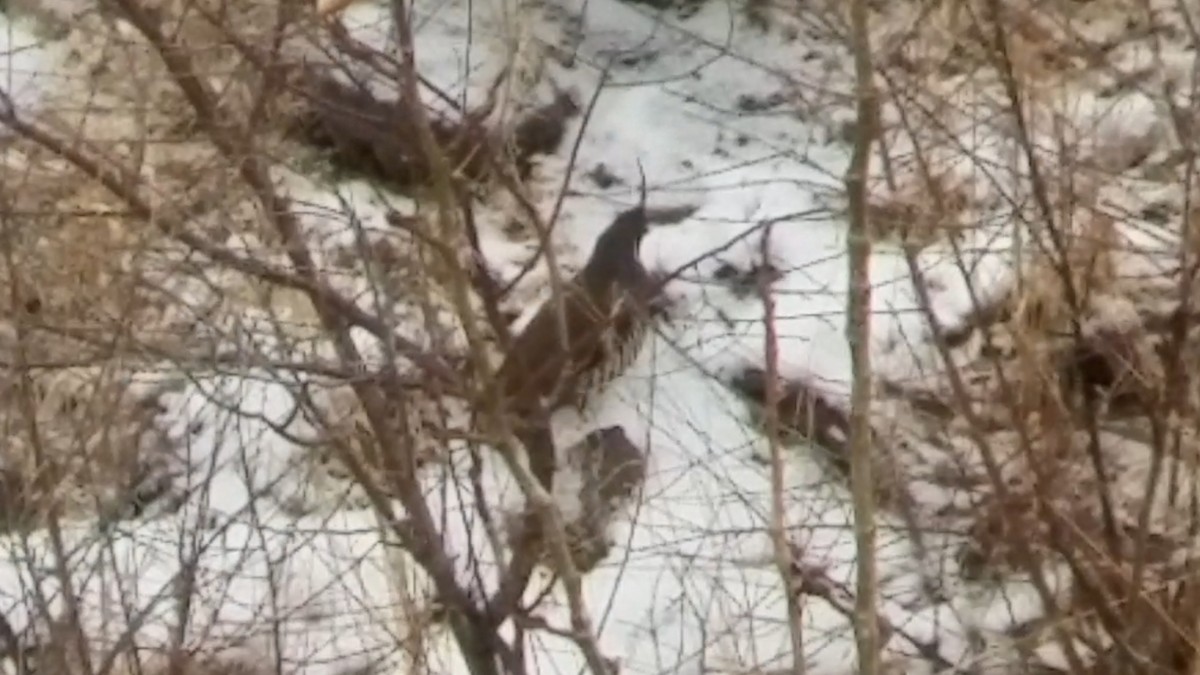 Mountain Quail - ML126606201