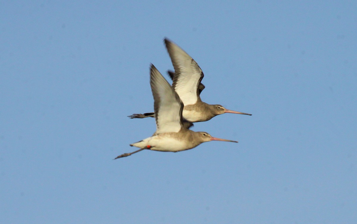 Black-tailed Godwit - ML126606391