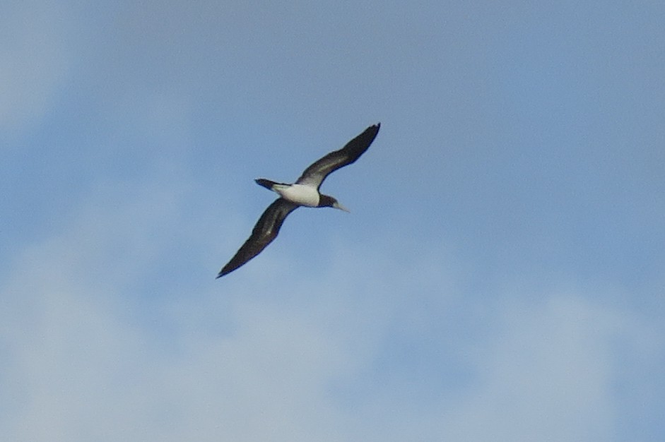 Brown Booby - Becky Marvil