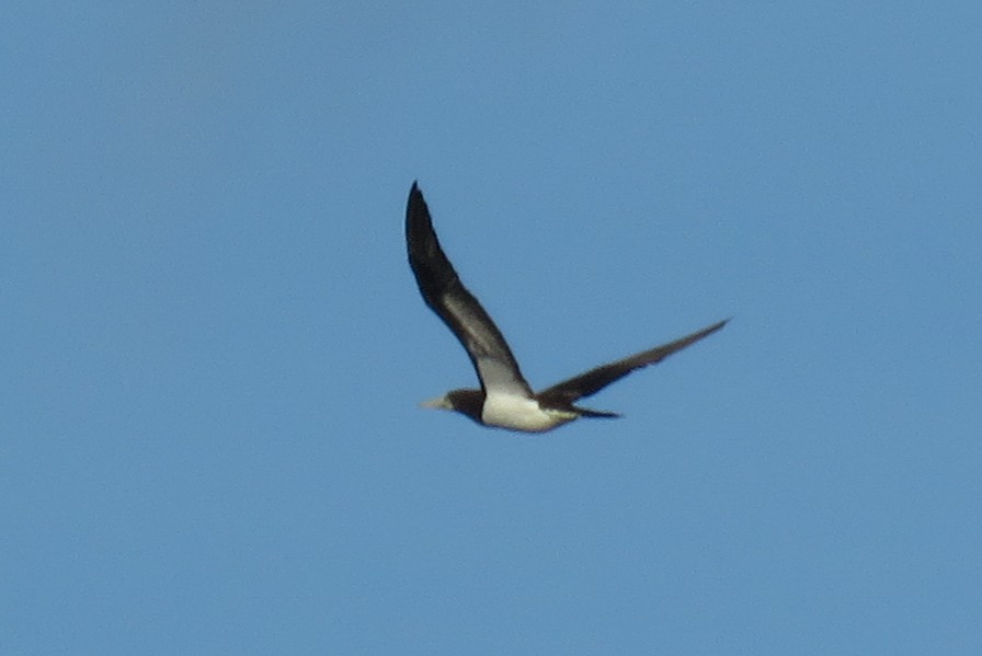 Brown Booby - Becky Marvil