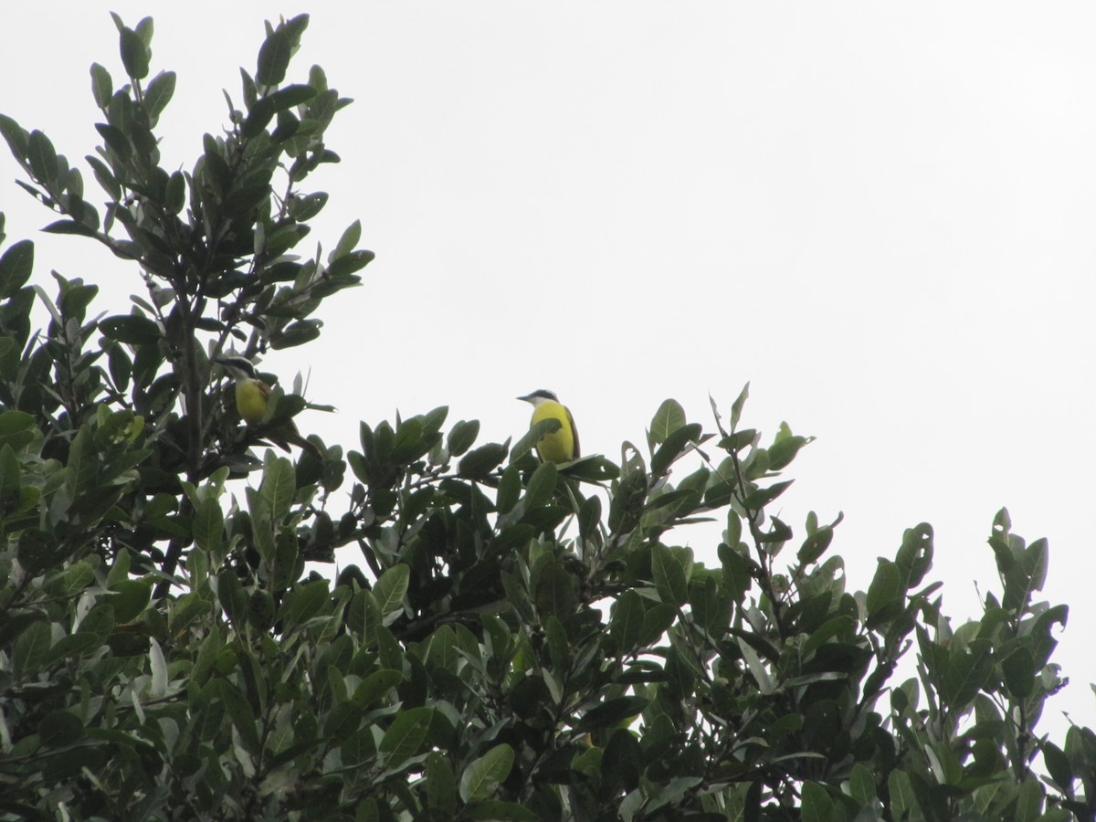 Great Kiskadee - Roberto Olmos