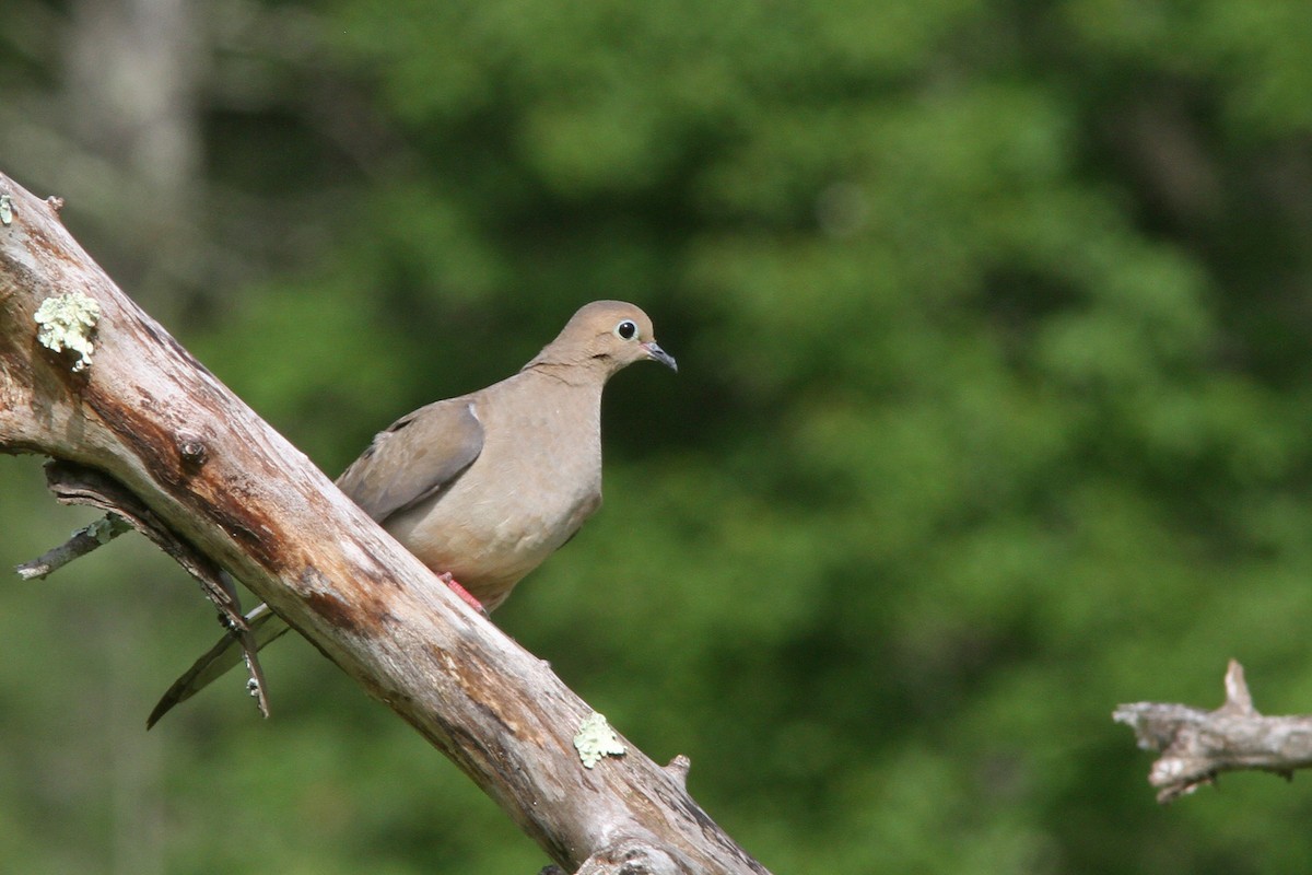 Mourning Dove - Larry Therrien