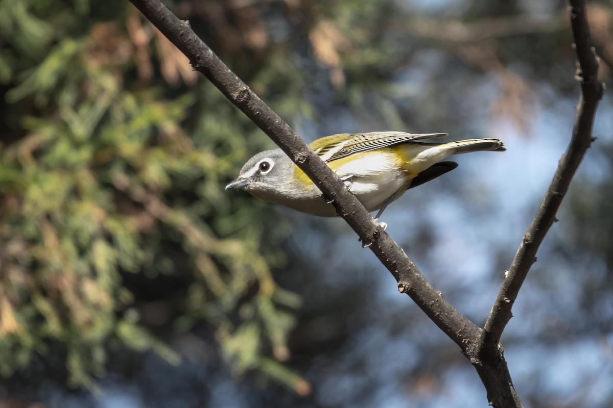 Blue-headed Vireo - ML126606931