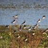 White-rumped/Chilean Swallow - ML126608481