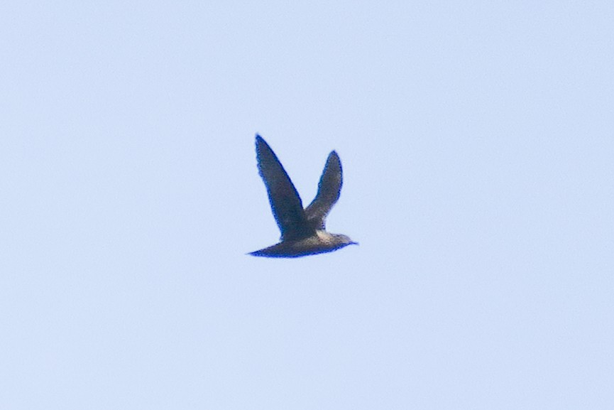 Henderson Petrel - ML126609511