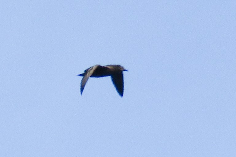 Henderson Petrel - ML126609521