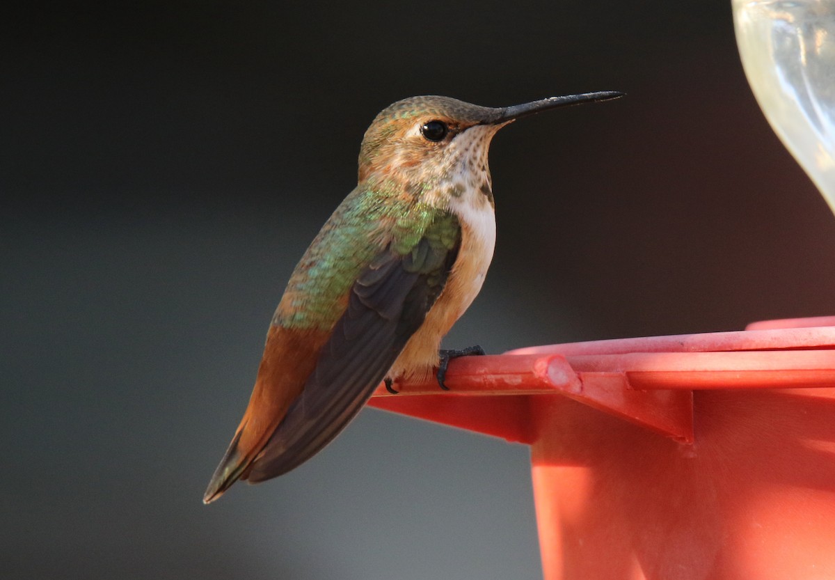 Rufous Hummingbird - Tony Battiste